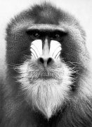 Jochen K�hler art print