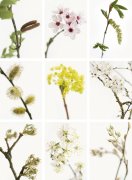 Deborah Schenk art print