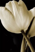 Cinzia Ryan art print