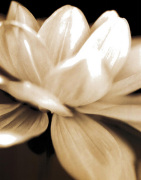Radiance II art print