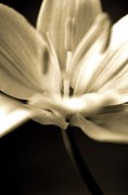 Cinzia Ryan art print