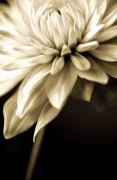 Radiance IV art print