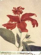 Deborah Schenk art print