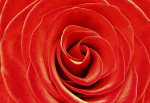 Rosseforp art print