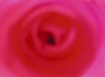 Rosseforp art print