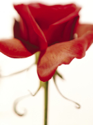 Sandi Fellman art print