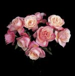 Robert Mapplethorpe art print