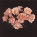 Robert Mapplethorpe art print