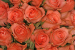 Rosseforp art print