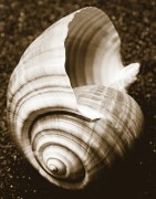 Boyce Watt art print