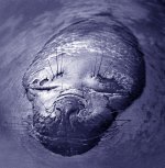 Walter Vogel art print