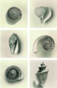 Graeme Harris art print