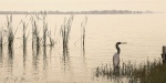 C.J Groth art print