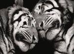 Marina Cano art print