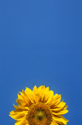 Rosseforp art print