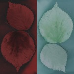 Jane Ann Butler art print