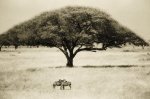Lorne Resnick art print