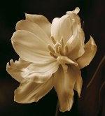 Charles Britt art print