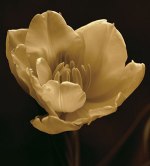Charles Britt art print