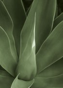 Boyce Watt art print