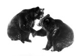 Gerhard Kunze art print