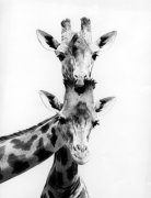 Walter Sittig art print