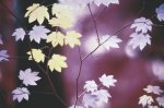 Paul Edmondson art print