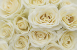 Rosseforp art print