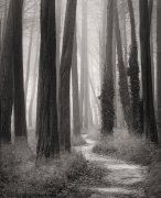 William Scott art print