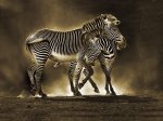 Marina Cano art print