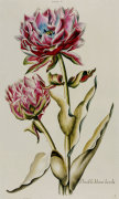 Christoph Jacob Trew art print