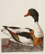 Thomas Pennant art print