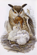John Gould art print