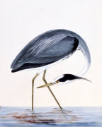 William Lewin art print