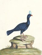 William Hayes art print
