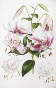 Henry John Elwes art print
