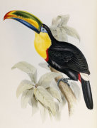 John Gould art print
