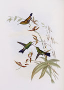 John Gould art print