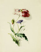 Thomas Holland art print