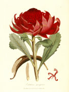 James Edward Smith art print