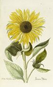 Georg Wolfgang Knorr art print
