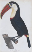 Francois Le Vaillant art print