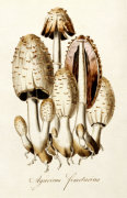 William Curtis art print