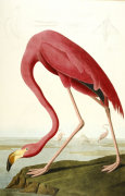 John James Audubon art print