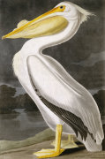 John James Audubon art print