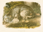 Canada Lynx, A Colored Lithographed Plate From 'The Viviparous Quadrapeds Of North America' giclee art print