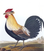 Robert Havell art print