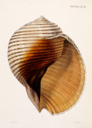 Christie's Images art print