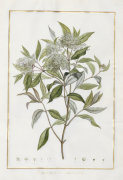 Charles-Louis L'Heritier De Brutelle art print