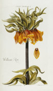 Christoph Jacob Trew art print